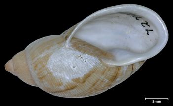 Media type: image;   Malacology 72769 Aspect: apertural